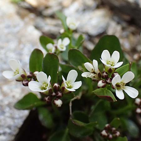 Cardamine alpina \ Alpen-Schaumkraut / Alpine Cress, A Kolm Saigurn 2.7.2025