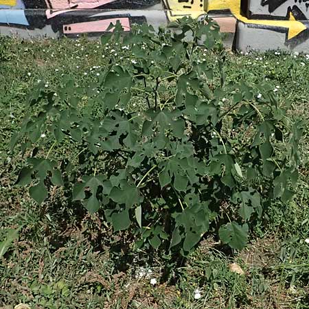 Broussonetia papyrifera \ Papier-Maulbeere, Japanischer Papierbaum / Paper Mulberry, A Wien 13.8.2025