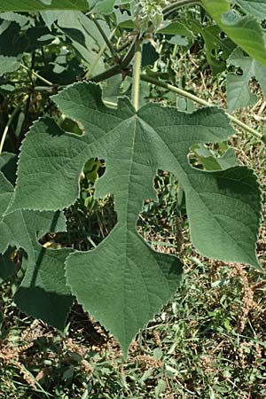 Broussonetia papyrifera \ Papier-Maulbeere, Japanischer Papierbaum / Paper Mulberry, A Wien 13.8.2025
