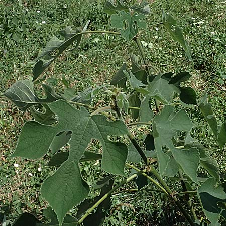 Broussonetia papyrifera \ Papier-Maulbeere, Japanischer Papierbaum / Paper Mulberry, A Wien 13.8.2025