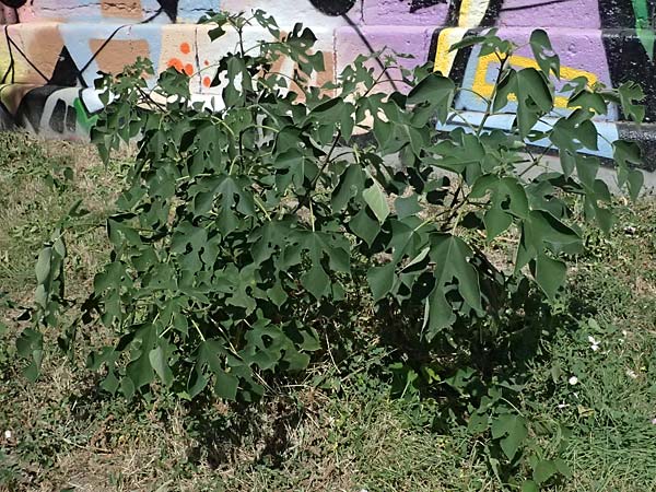 Broussonetia papyrifera \ Papier-Maulbeere, Japanischer Papierbaum / Paper Mulberry, A Wien 13.8.2025