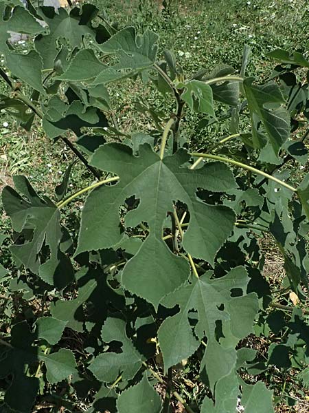 Broussonetia papyrifera \ Papier-Maulbeere, Japanischer Papierbaum / Paper Mulberry, A Wien 13.8.2025