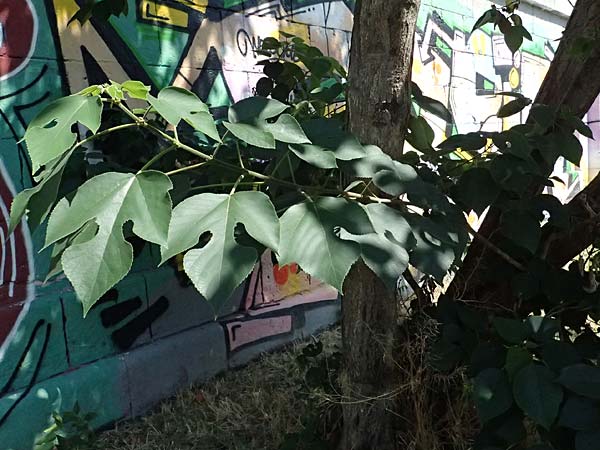 Broussonetia papyrifera \ Papier-Maulbeere, Japanischer Papierbaum / Paper Mulberry, A Wien 13.8.2025