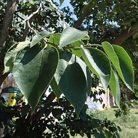 Broussonetia papyrifera \ Papier-Maulbeere, Japanischer Papierbaum / Paper Mulberry, A Wien 13.8.2025