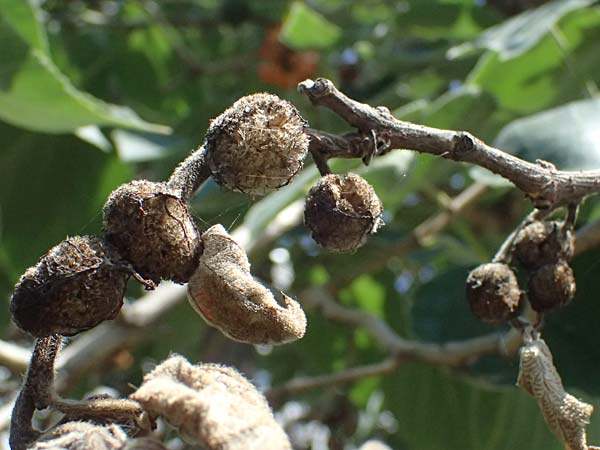 Broussonetia papyrifera \ Papier-Maulbeere, Japanischer Papierbaum / Paper Mulberry, A Wien 13.8.2025