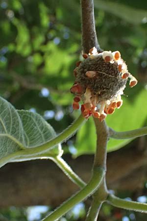 Broussonetia papyrifera \ Papier-Maulbeere, Japanischer Papierbaum / Paper Mulberry, A Wien 13.8.2025