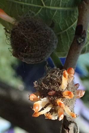 Broussonetia papyrifera \ Papier-Maulbeere, Japanischer Papierbaum / Paper Mulberry, A Wien 13.8.2025