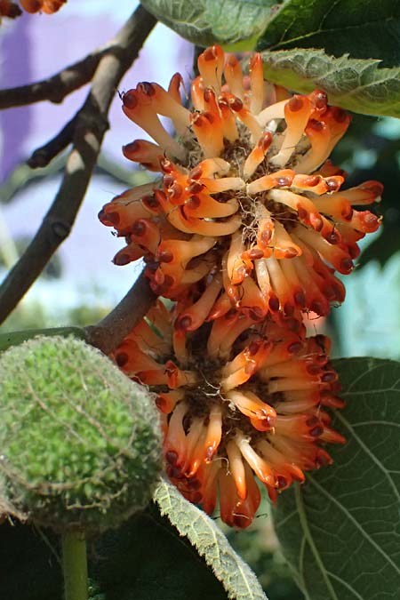 Broussonetia papyrifera \ Papier-Maulbeere, Japanischer Papierbaum / Paper Mulberry, A Wien 13.8.2025