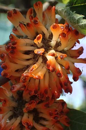 Broussonetia papyrifera \ Papier-Maulbeere, Japanischer Papierbaum / Paper Mulberry, A Wien 13.8.2025