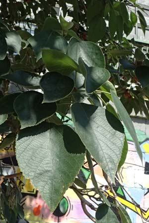 Broussonetia papyrifera \ Papier-Maulbeere, Japanischer Papierbaum / Paper Mulberry, A Wien 13.8.2025