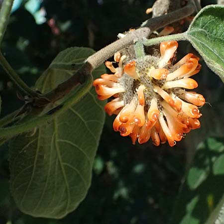 Broussonetia papyrifera \ Papier-Maulbeere, Japanischer Papierbaum / Paper Mulberry, A Wien 13.8.2025