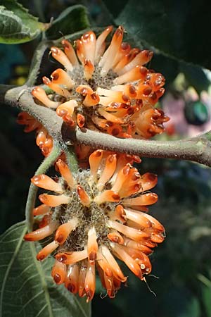 Broussonetia papyrifera \ Papier-Maulbeere, Japanischer Papierbaum / Paper Mulberry, A Wien 13.8.2025