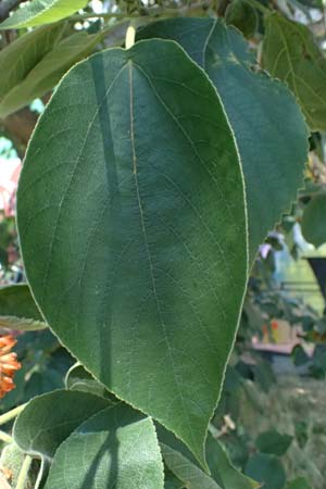 Broussonetia papyrifera \ Papier-Maulbeere, Japanischer Papierbaum / Paper Mulberry, A Wien 13.8.2025