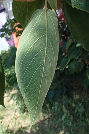 Broussonetia papyrifera \ Papier-Maulbeere, Japanischer Papierbaum / Paper Mulberry, A Wien 13.8.2025