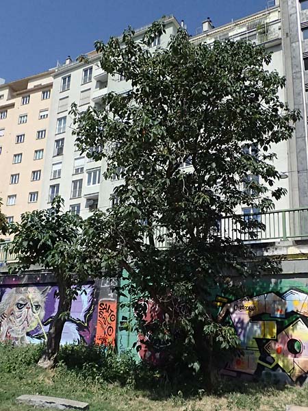 Broussonetia papyrifera \ Papier-Maulbeere, Japanischer Papierbaum / Paper Mulberry, A Wien 13.8.2025