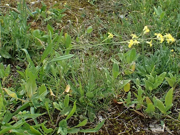 Sisymbrium volgense \ Wolga-Rauke / Russian Mustard, A Wien-Stammersdorf 13.6.2026
