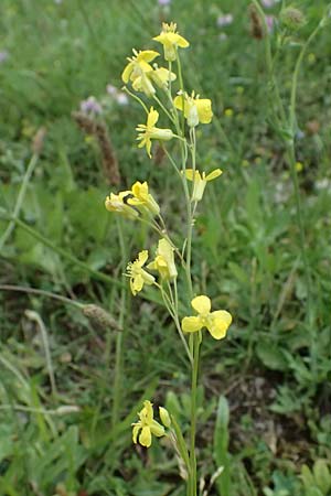 Sisymbrium volgense \ Wolga-Rauke / Russian Mustard, A Wien-Stammersdorf 13.6.2026