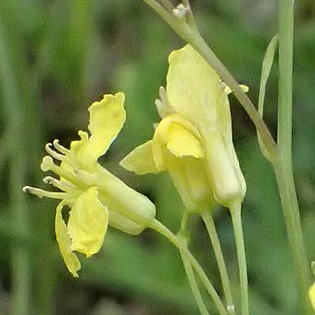 Sisymbrium volgense \ Wolga-Rauke / Russian Mustard, A Wien-Stammersdorf 13.6.2026
