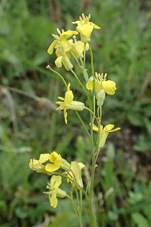 Sisymbrium volgense \ Wolga-Rauke / Russian Mustard, A Wien-Stammersdorf 13.6.2026