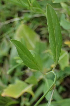 Sisymbrium volgense \ Wolga-Rauke / Russian Mustard, A Wien-Stammersdorf 13.6.2026