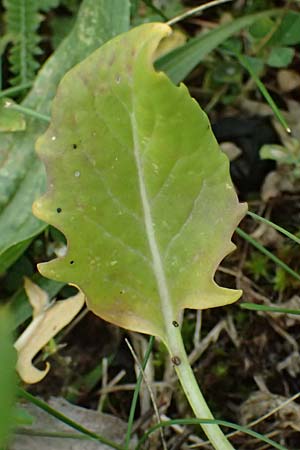 Sisymbrium volgense \ Wolga-Rauke / Russian Mustard, A Wien-Stammersdorf 13.6.2026