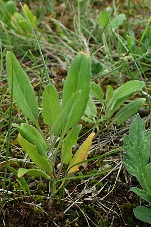 Sisymbrium volgense \ Wolga-Rauke / Russian Mustard, A Wien-Stammersdorf 13.6.2026