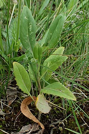 Sisymbrium volgense \ Wolga-Rauke / Russian Mustard, A Wien-Stammersdorf 13.6.2026