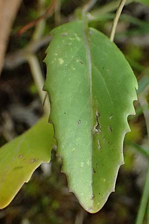 Sisymbrium volgense \ Wolga-Rauke / Russian Mustard, A Wien-Stammersdorf 13.6.2026
