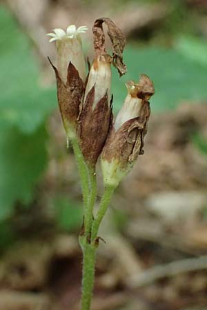 Monotropa hypophegea \ Buchenspargel / Yellow Bird's-Nest, A Niedere Tauern, Sölk-Pass 26.7.2021