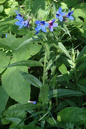 Lithospermum purpurocaeruleum \ Blauroter Steinsame / Purple Gromwell, A Gumpoldskirchen 15.5.2022