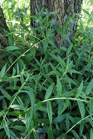 Lithospermum purpurocaeruleum \ Blauroter Steinsame / Purple Gromwell, A Gumpoldskirchen 15.5.2022