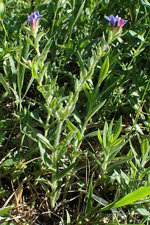 Lithospermum purpurocaeruleum \ Blauroter Steinsame / Purple Gromwell, A Gumpoldskirchen 15.5.2022
