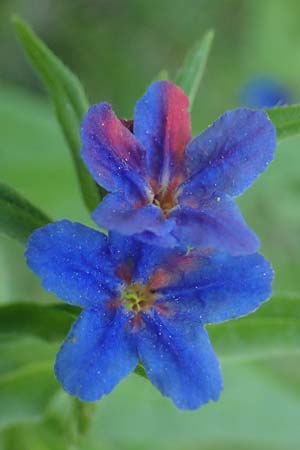 Lithospermum purpurocaeruleum \ Blauroter Steinsame / Purple Gromwell, A Gumpoldskirchen 15.5.2022