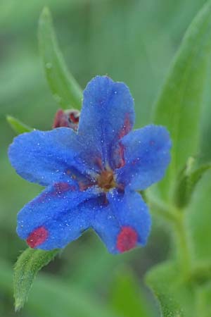 Lithospermum purpurocaeruleum \ Blauroter Steinsame / Purple Gromwell, A Gumpoldskirchen 15.5.2022