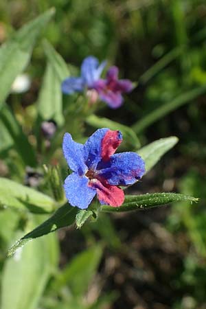 Lithospermum purpurocaeruleum \ Blauroter Steinsame / Purple Gromwell, A Gumpoldskirchen 15.5.2022
