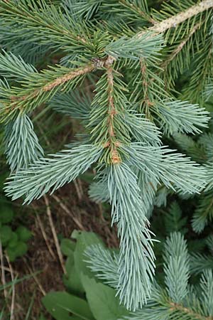 Picea pungens \ Blaue Stech-Fichte / Blue Spruce, A Pusterwald, Eiskar 1.7.2019