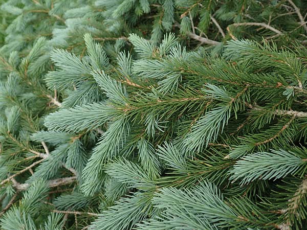 Picea pungens \ Blaue Stech-Fichte / Blue Spruce, A Pusterwald, Eiskar 1.7.2019
