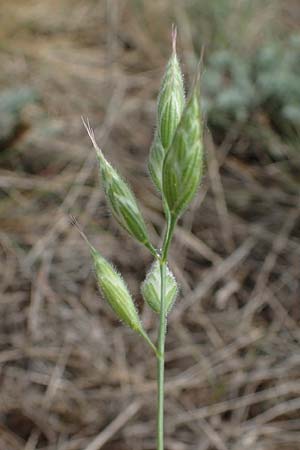 Bromus hordeaceus subsp. thominei \ Thomines Trespe, Dnen-Trespe / Thomine's Brome, A Seewinkel, Apetlon 8.5.2022