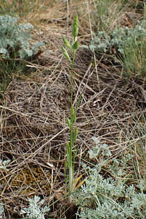 Bromus hordeaceus subsp. thominei \ Thomines Trespe, Dnen-Trespe / Thomine's Brome, A Seewinkel, Apetlon 8.5.2022