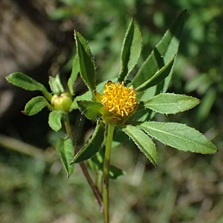 Bidens tripartita \ Dreiteiliger Zweizahn / Trifid Beggarticks, A Schrems 14.8.2026