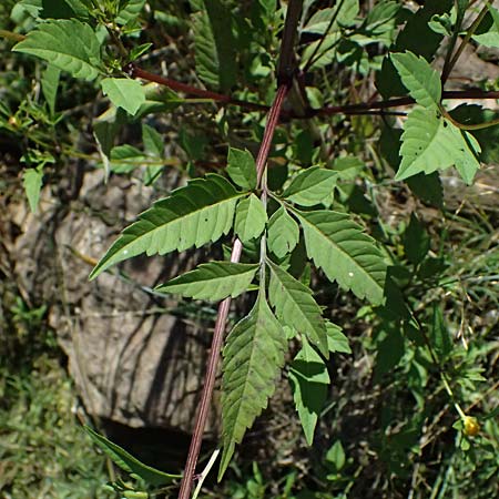 Bidens tripartita \ Dreiteiliger Zweizahn / Trifid Beggarticks, A Schrems 14.8.2026