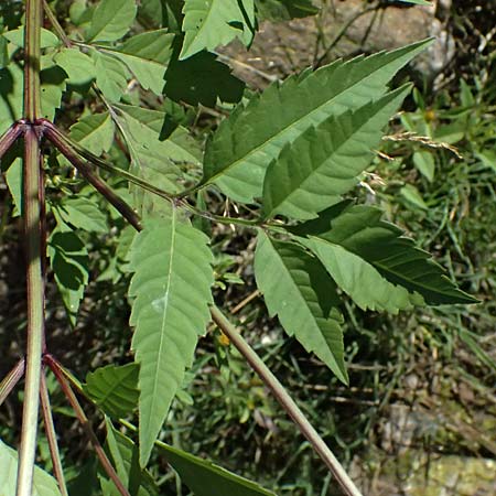 Bidens tripartita \ Dreiteiliger Zweizahn / Trifid Beggarticks, A Schrems 14.8.2026