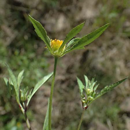 Bidens tripartita \ Dreiteiliger Zweizahn / Trifid Beggarticks, A Schrems 14.8.2026
