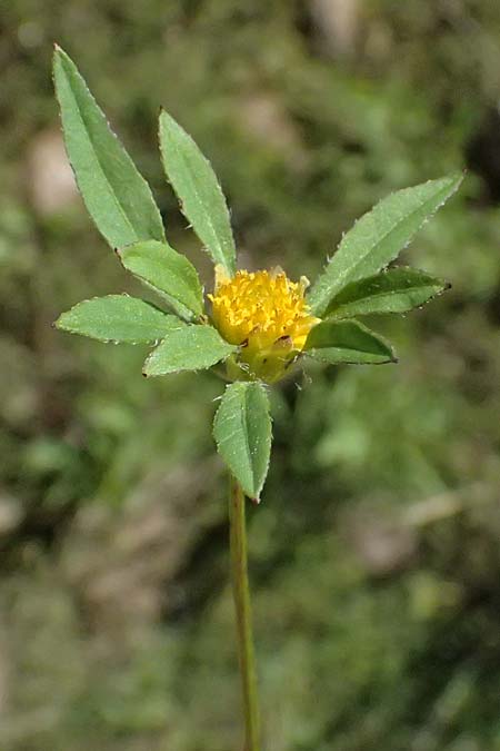 Bidens tripartita \ Dreiteiliger Zweizahn / Trifid Beggarticks, A Schrems 14.8.2026