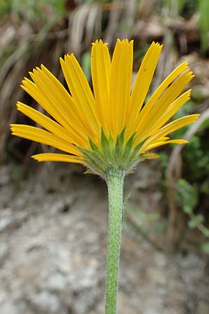 Buphthalmum salicifolium \ Weidenblttriges Ochsenauge, Rindsauge, A Neuhaus am Zellerrain 2.7.2019