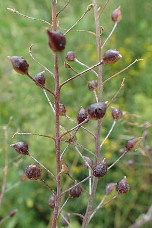 Bunias orientalis \ Orientalisches Zackenschtchen / Warty Cabbage, A Ternitz 2.7.2020