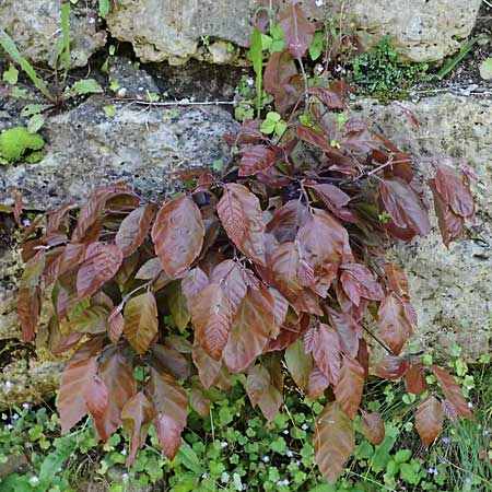 Fagus sylvatica \ Rot-Buche / Beech, A Bad Radkersburg 16.6.2026