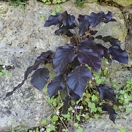 Fagus sylvatica \ Rot-Buche / Beech, A Bad Radkersburg 16.6.2026