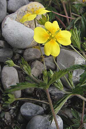 Potentilla erecta \ Blutwurz / Tormentil, A Lechtal, Forchach 27.5.2007