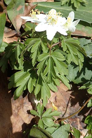 Anemone nemorosa \ Busch-Windrschen / Wood Anemone, A Kärnten/Carinthia, Hochstuhl 17.5.2016